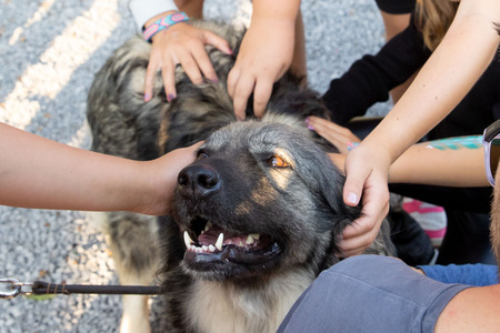 Pasji športni dan_6. 8. 2025 (12)